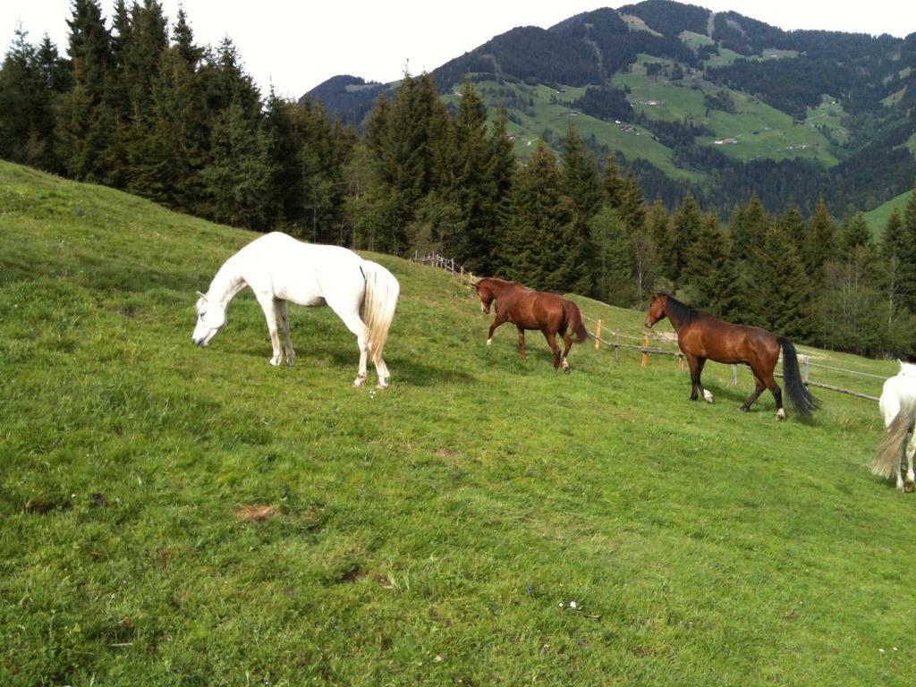 Pension Luzenberg เอาฟาค์ ภายนอก รูปภาพ